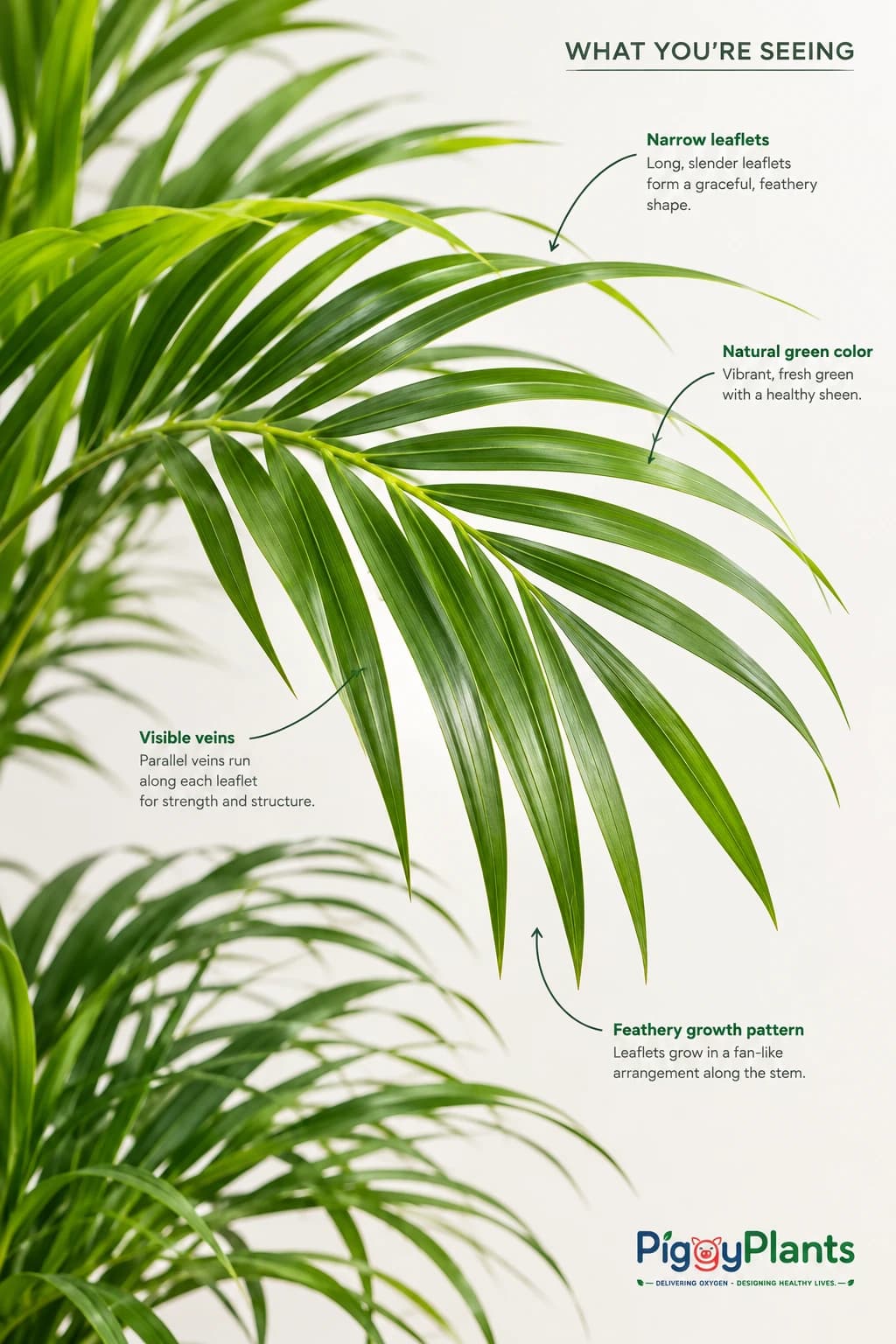 Close-up of Areca Palm leaves and botanical detail