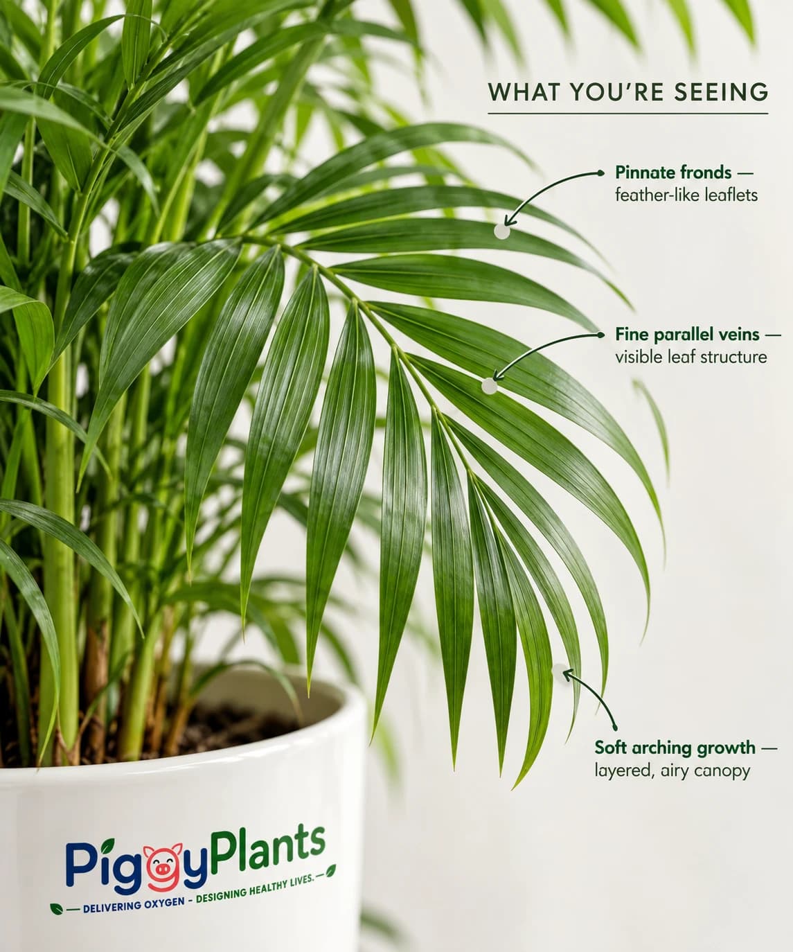 Close-up of Bamboo Palm leaves and botanical detail