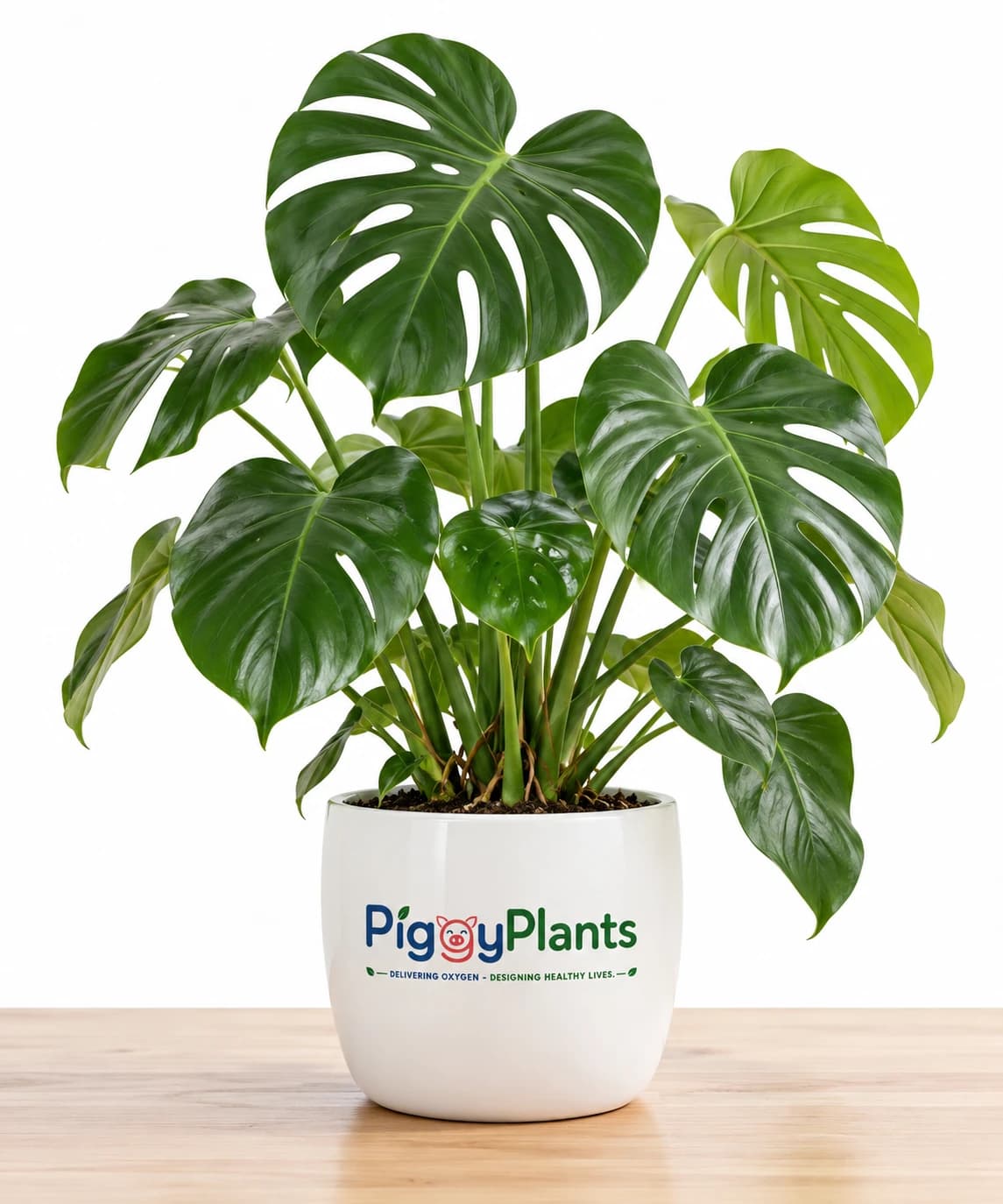 Monstera - Botanical Oxygen Ecosystem Plant