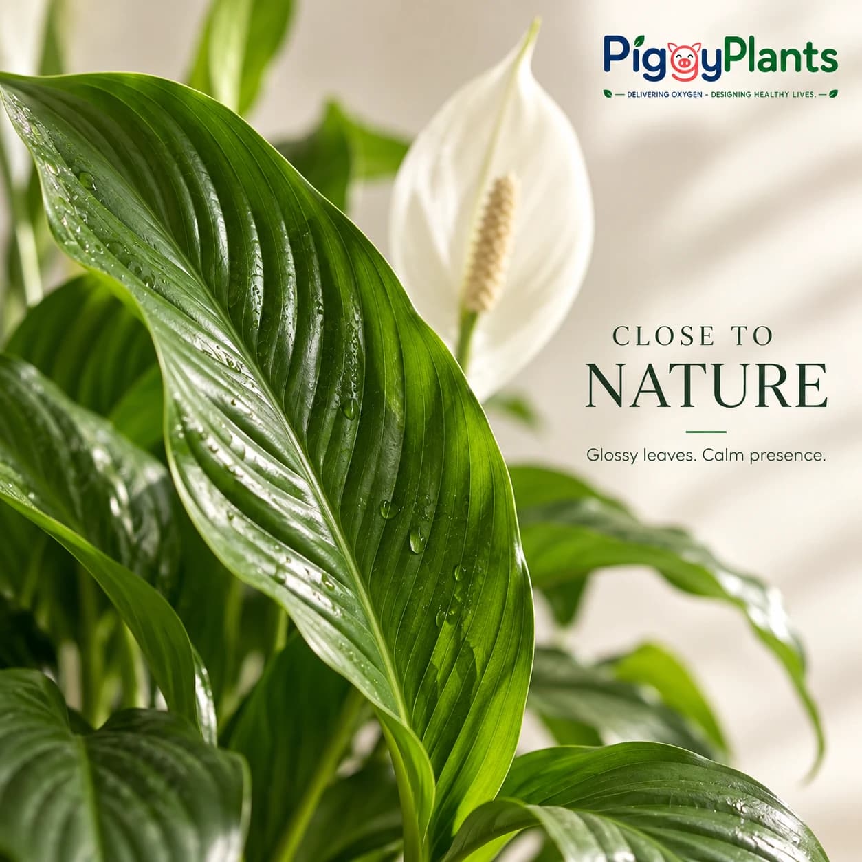 Close-up of Peace Lily leaves and botanical detail