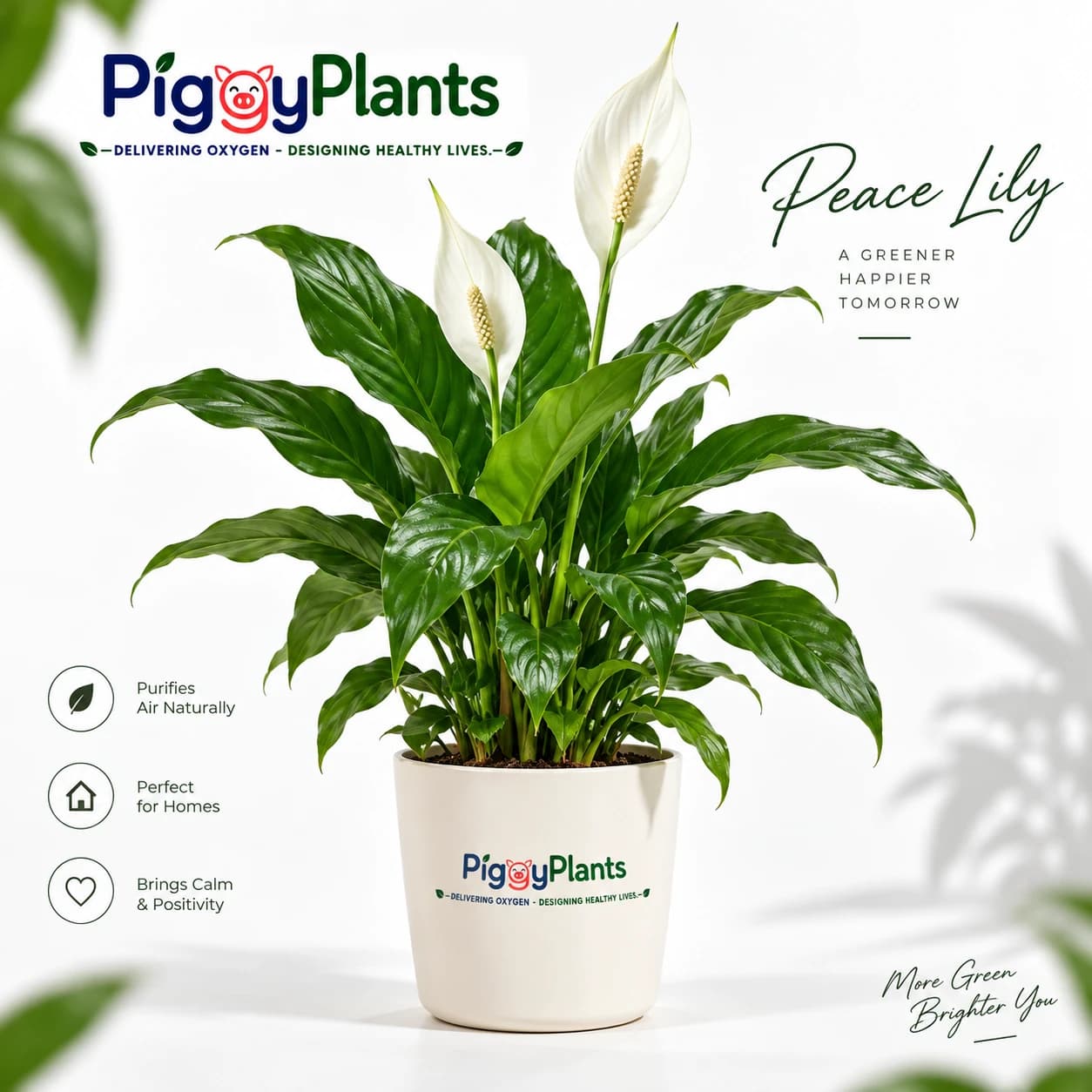 Peace Lily in a modern home and indoor wellness
