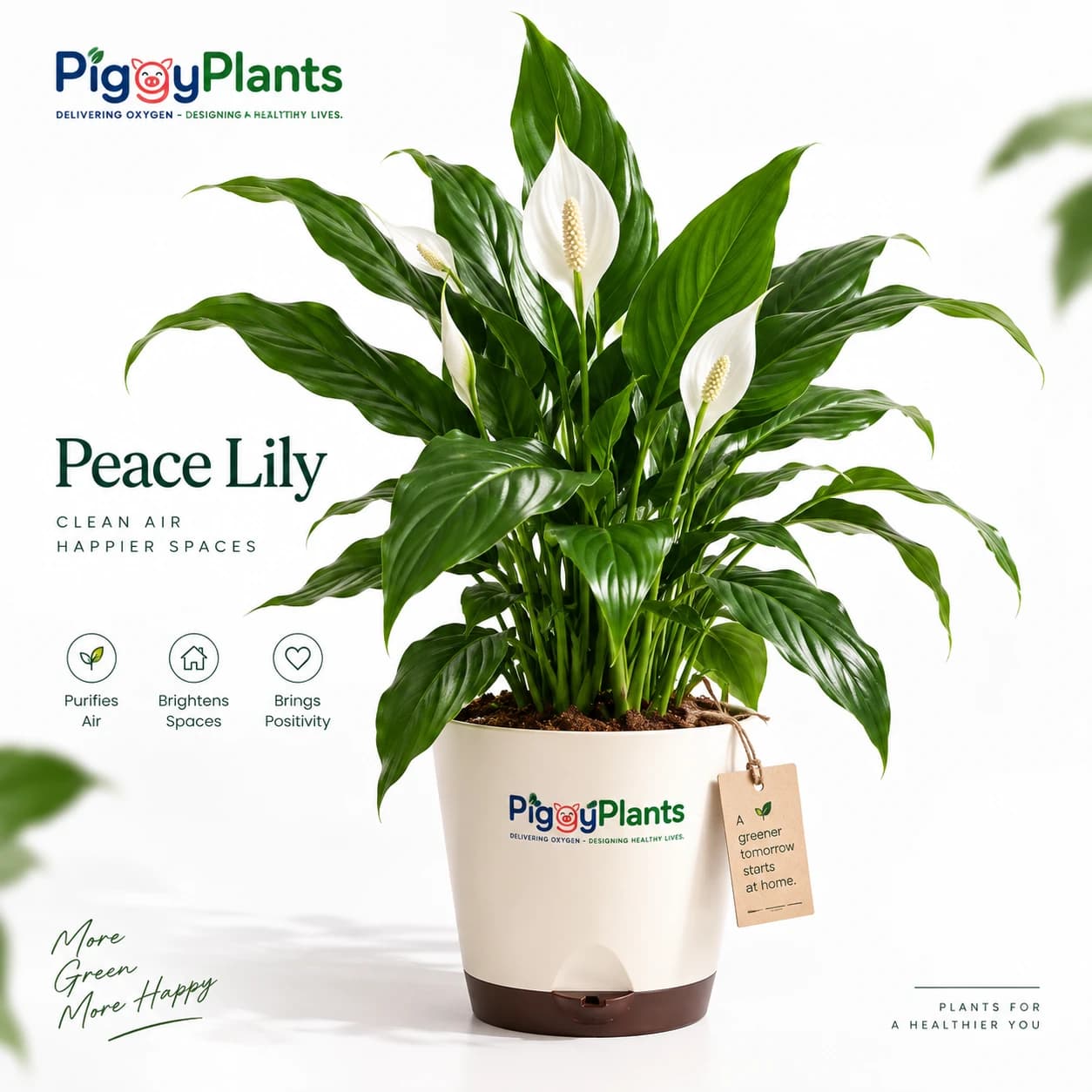 Piggy Plants Peace Lily promise presentation