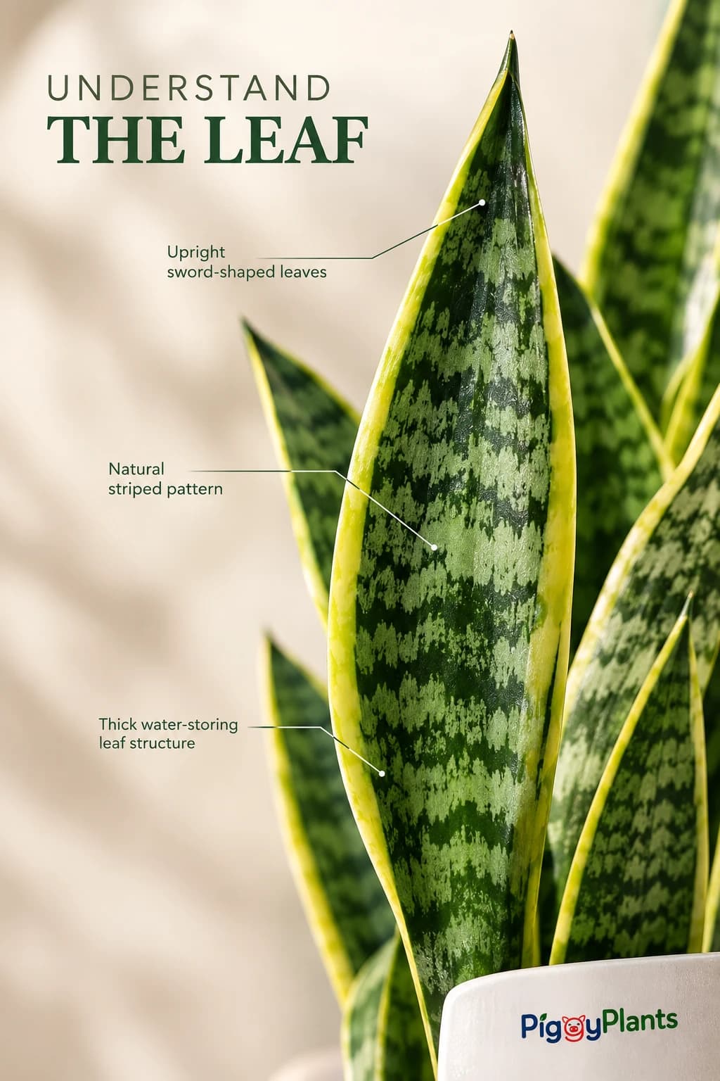 Close-up of Snake Plant leaves and botanical detail