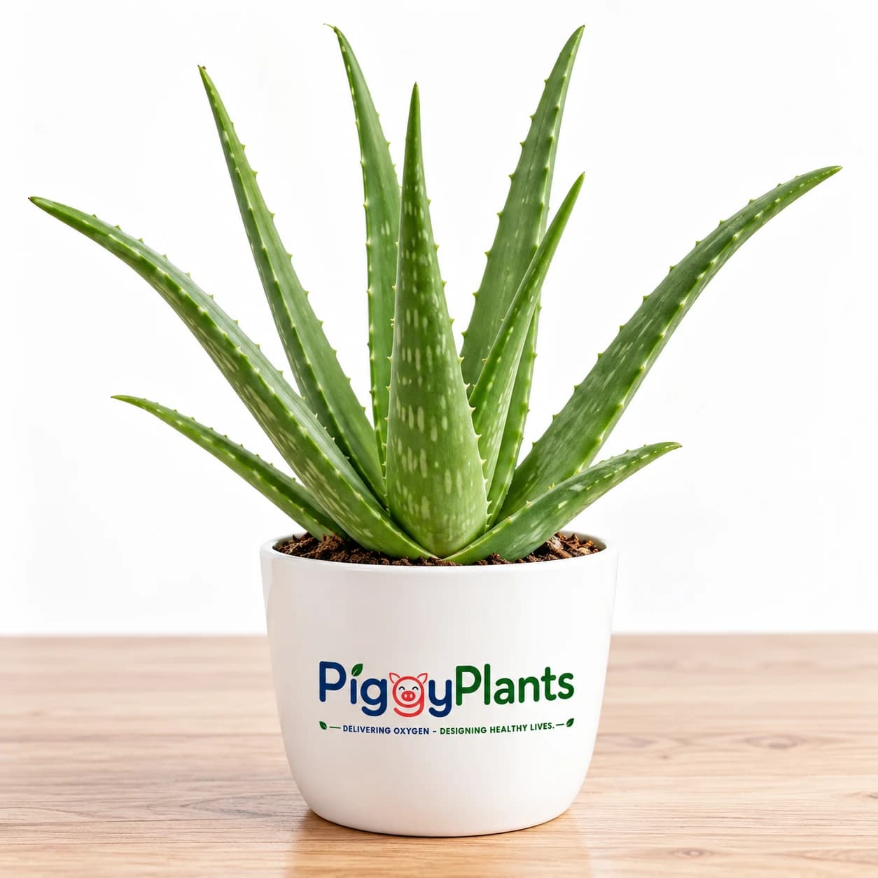 Aloe Vera - Botanical Oxygen Ecosystem Plant