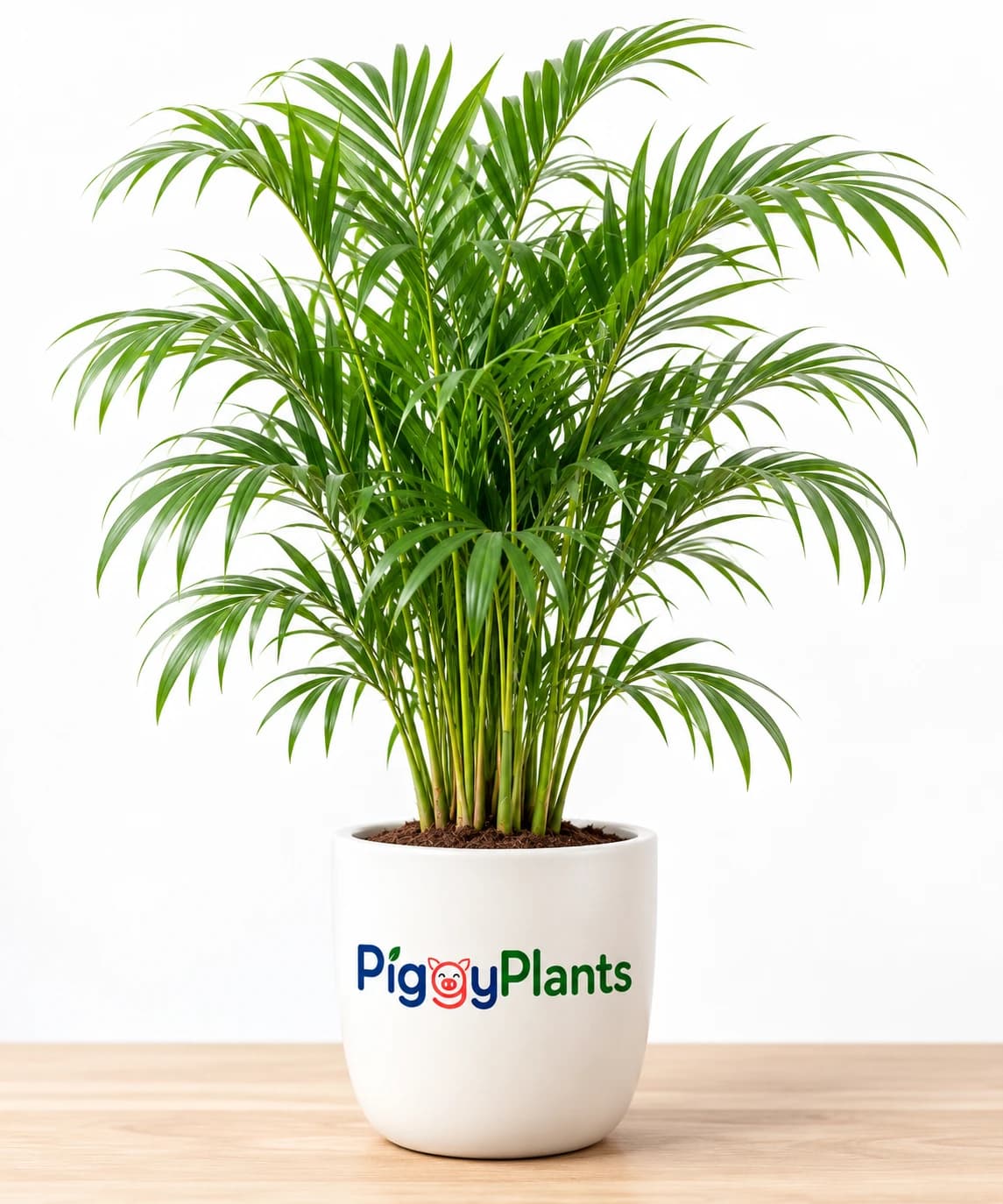 Bamboo Palm - Botanical Oxygen Ecosystem Plant