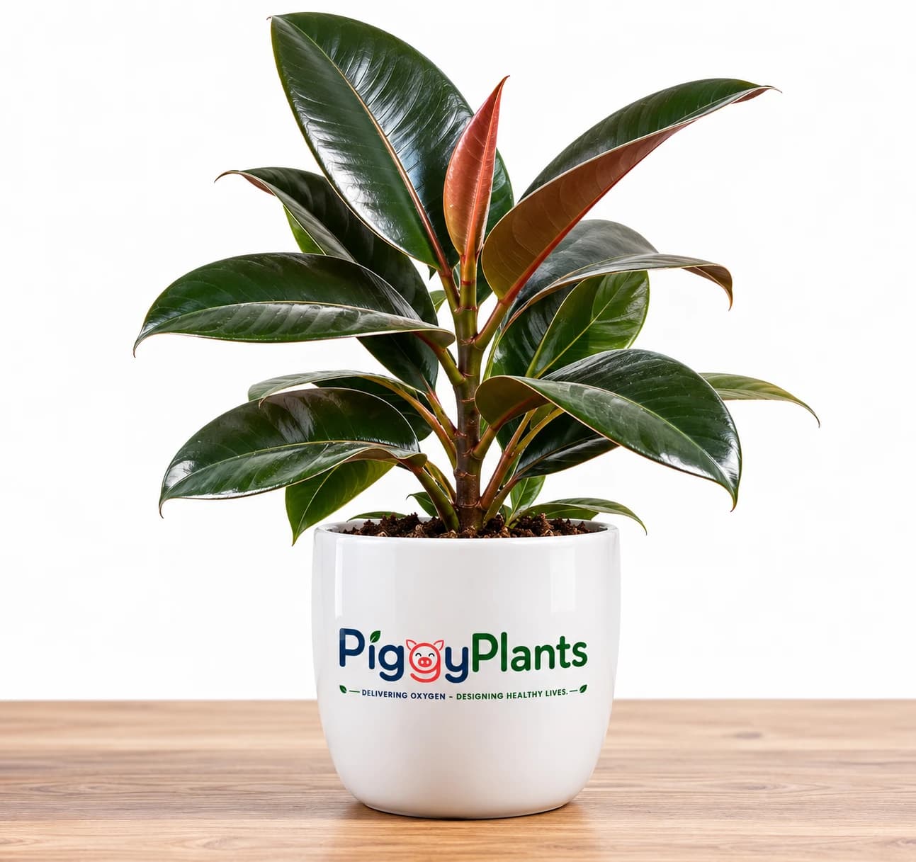 Rubber Plant - Botanical Oxygen Ecosystem Plant